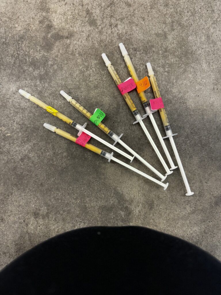 frozen syringes of colostrum

